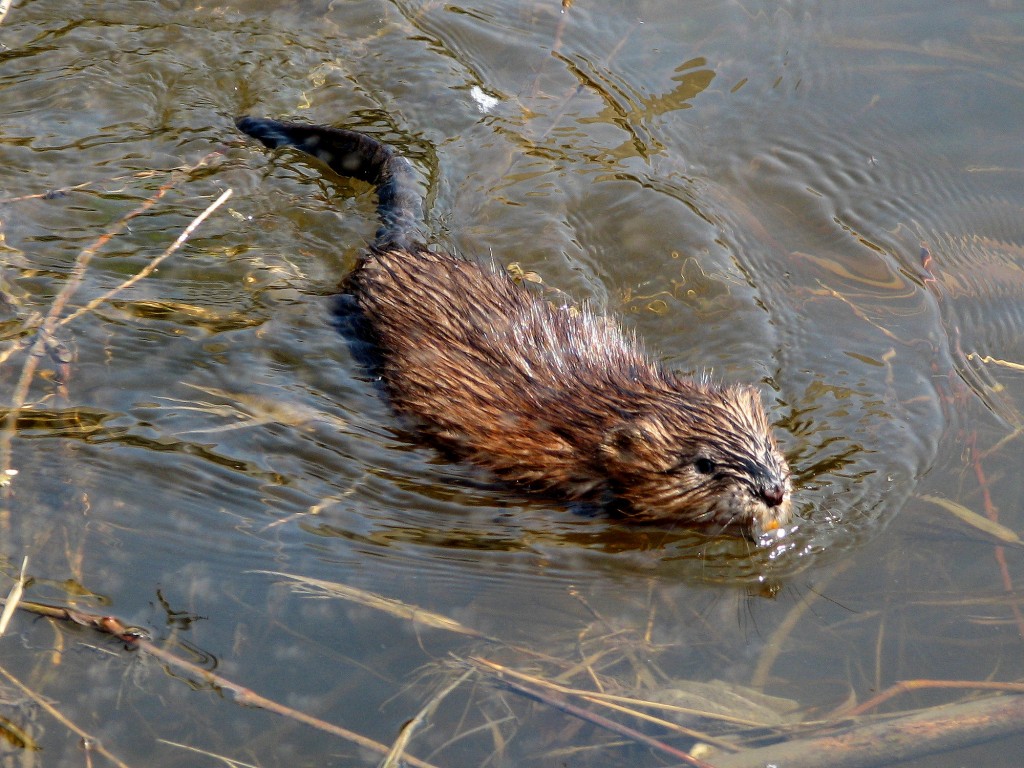 Behold, the majestic muskrat!